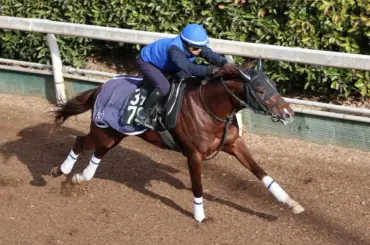 【京成杯】パラディオン、坂路単走12秒1フィニッシュ　高柳大師「先週より反応良かった」 - スポニチ Sponichi Annex ギャンブル