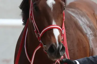 矢作厩舎の僚馬アメリカンステージもサウジへ遠征決定 - スポニチ Sponichi Annex ギャンブル