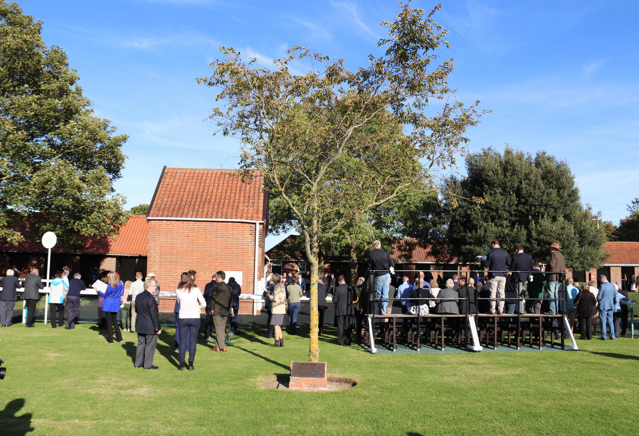 ニューマーケット競馬場のパドック脇にあるジャパンC優勝記念植樹の木