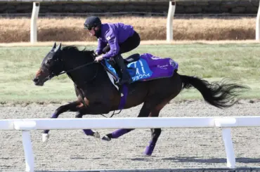 【AJC杯】ショウヘイ 合格点　大敗菊花賞から逆襲の26年初戦 - スポニチ Sponichi Annex ギャンブル