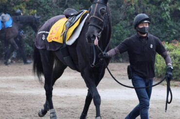 馬トク激走馬に計算されたクリスマスパレード