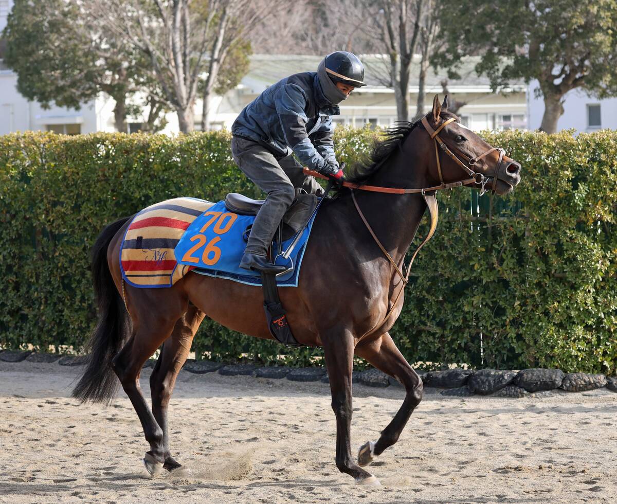 馬トク激走馬に計算されたジェイパームス(カメラ・荒牧 徹)