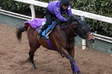 【シルクロードS】ロードフォアエース　友道厩舎スプリント重賞初制覇へ坂路4F52秒3「さらに素軽く」 - スポニチ Sponichi Annex ギャンブル