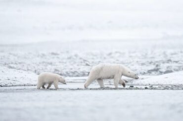 ノルウェー沖のホッキョクグマ、以前より太って健康に　海氷が減少しているのになぜ？ - CNN.co.jp