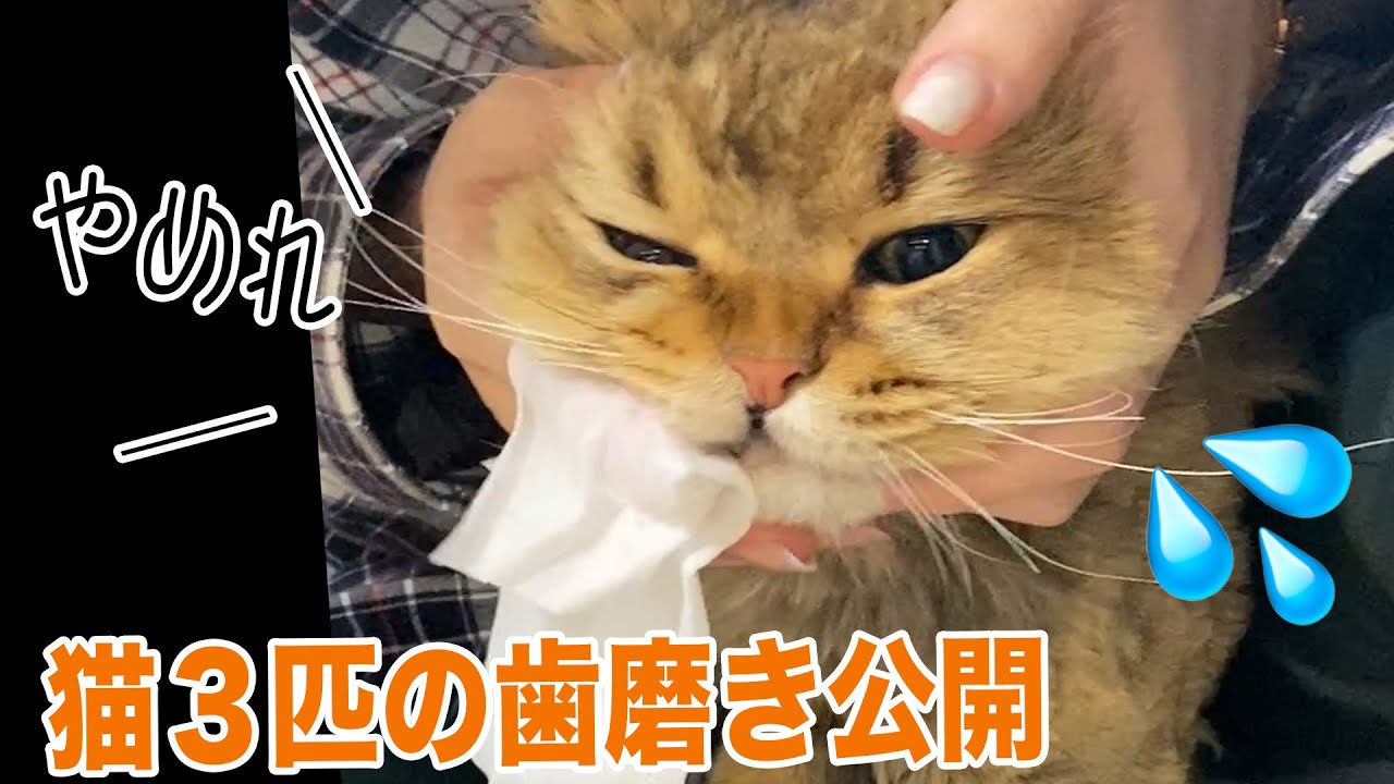 歯磨きされる猫、ろんめるみー #Shorts