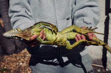 寒さで木からバタバタと落ちるイグアナたち、なぜ助けてはいけないのか？ 写真9点 | ナショナル ジオグラフィック日本版サイト