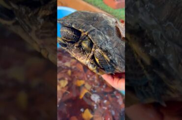 今週の大寒波でついに亀が氷づけになってしまいました…