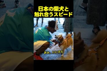 日本の柴犬に出会ったスピード、あまりの可愛さにメロメロ