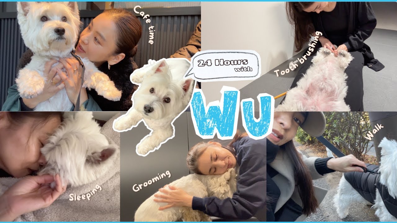 【夫&愛犬との週末】まるで人間(!?)うーちゃん1日密着!夫婦散歩・トリミング・夜の過ごし方
