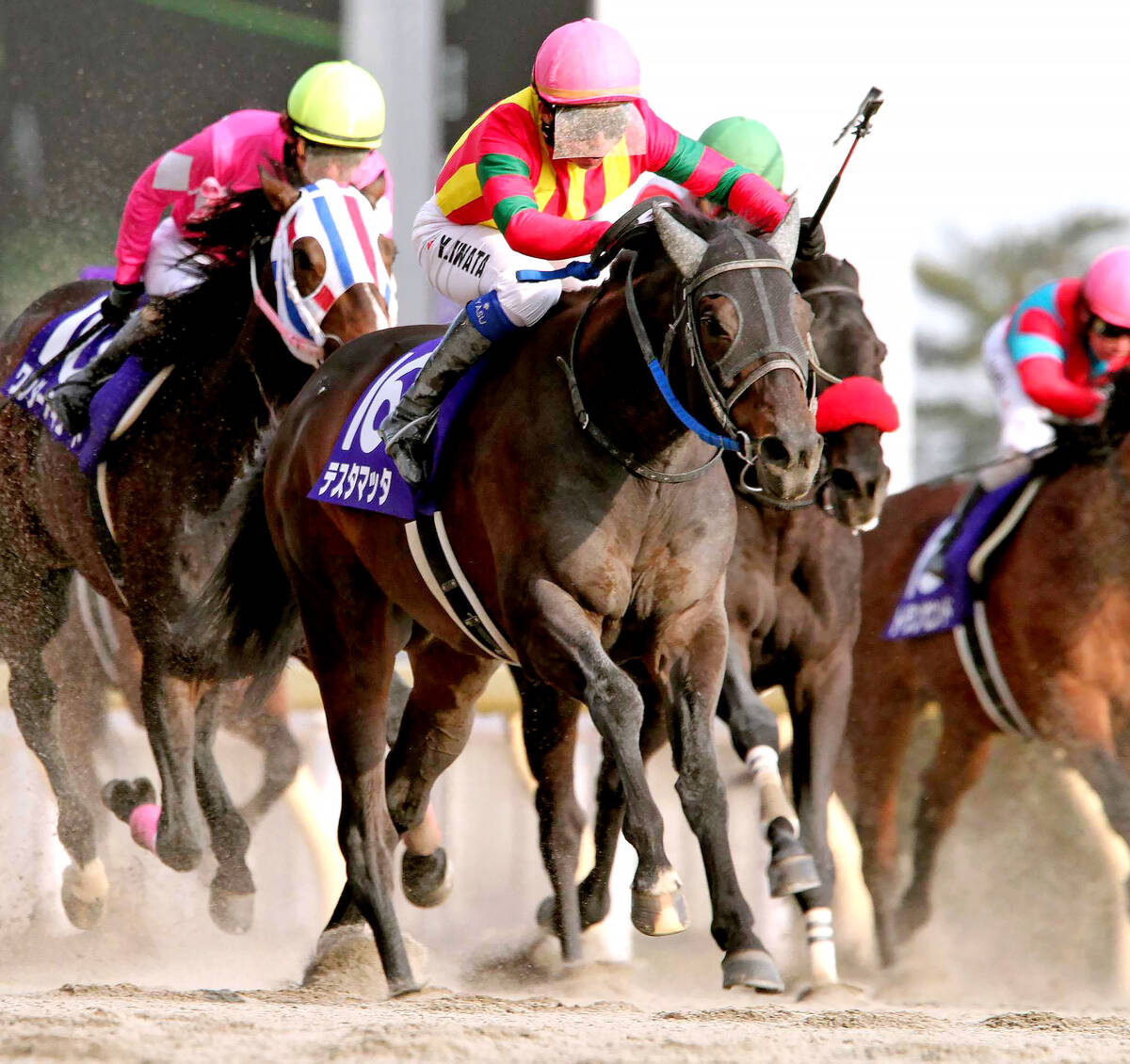 12年フェブラリーSはテスタマッタ(中)が快勝