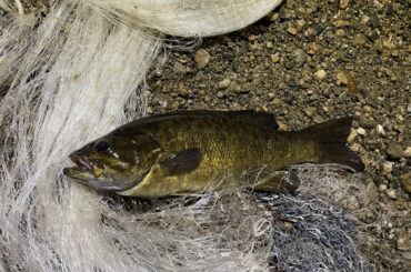 「ブラックバスは頭が良い？」　駆除から逃れるように進化する個体群が確認される