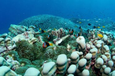世界最大の「サンゴ群体」、市民科学者の母と娘が発見　豪州沖 - CNN.co.jp