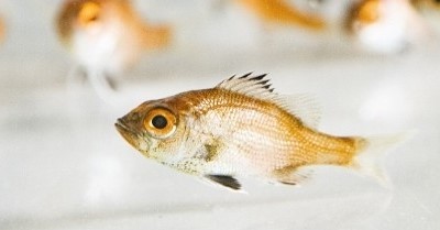 高級魚「ノドグロ」の完全養殖に成功 近畿大が発表 世界初の成果 – ITmedia