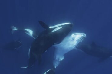 シャチの群れが世界最大の魚ジンベエザメを捕食、詳細に記録　24年の研究(1/2) - CNN.co.jp