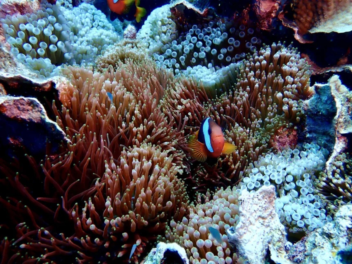 サンゴの全長はサッカーフィールドと同程度だった/Jan Pope/Citizens of the Reef