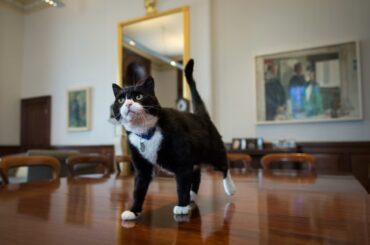 英外務省の「ネズミ捕獲長」パーマストン、バミューダで死ぬ - CNN.co.jp