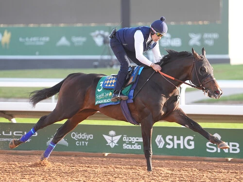 サウジカップでの一発が期待されるネバダビーチ