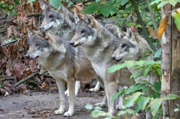 オオカミ同士が殺し合い、群れの全頭を安楽死させる結果に 英野生動物公園(1/2) - CNN