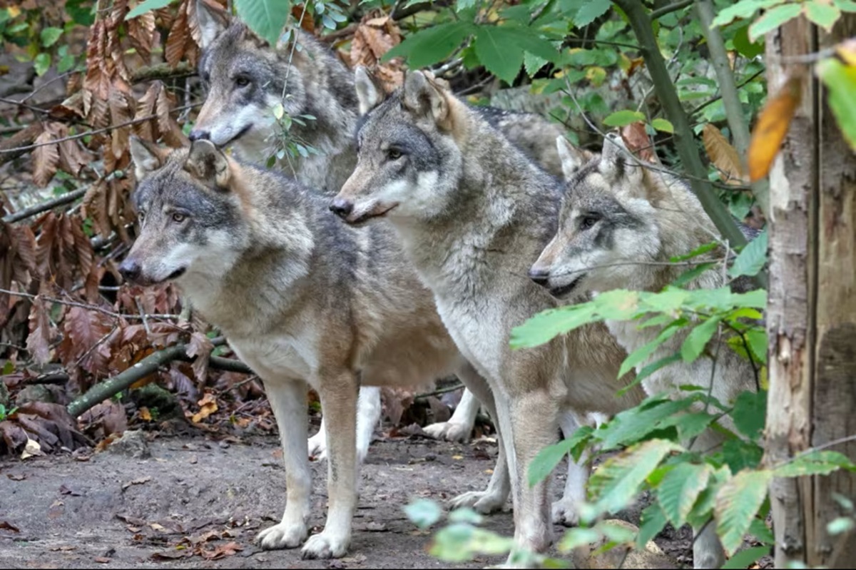 オオカミ同士が殺し合い、群れの全頭を安楽死させる結果に 英野生動物公園(1/2) – CNN オオカミ同士が殺し合い、群れの全頭を安楽死させる結果に 英野生動物公園(1/2) - CNN