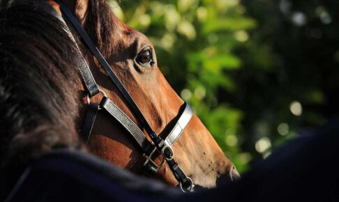 【高松宮記念／危険な人気馬】前走好走の年長馬に“黄信号”　同一レース連続好走の厳しさと「1.0.2.44」の壁
