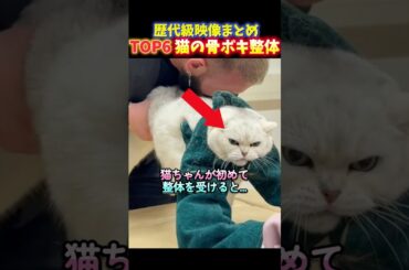 海外でバズった初めて整体を受ける猫の面白いリアクションTOP6