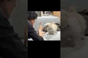 しゅうまい、お手！ #shorts