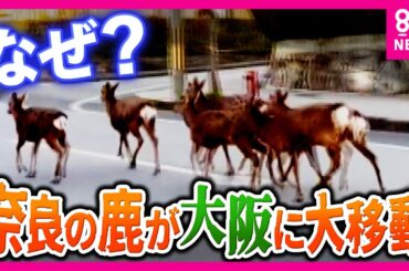 【衝撃映像】奈良公園の鹿が大阪に出現！「6頭の団体を見たのは生まれて初めて」生駒山を越えた"神の使い"の大移動　行方を徹底追跡｜newsランナー〈カンテレNEWS〉