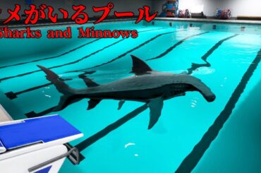 去年大流行した「サメがいるプール」が舞台のホラーゲーム『 Sharks and Minnows 』