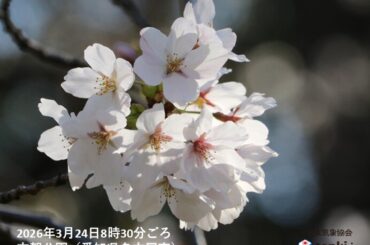雨と気温上昇で桜の開花も加速　来週にかけて開花と満開ラッシュ　お花見日和はいつ?