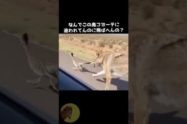 オオミチバシリが畜生鳥過ぎた😂 #動物 #雑学 #豆知識 #オオミチバシリ #ロードランナー
