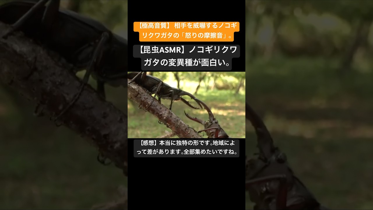 【昆虫ASMR】ノコギリクワガタの変異種が面白い。 #vtuber #昆虫図鑑 #昆虫観察 #昆虫撮影 #昆虫採集 #stagbeetle #undaze #asmr #4k #insects