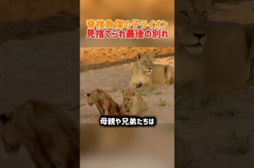 【悲劇】脊椎を折られた子ライオンｗ 群れに見捨てられた「最後のお別れ」が切なすぎるｗ　#感動 #ライオン #野生動物 #自然の摂理 #弱肉強食 #サバンナ #動物の絆 #shorts