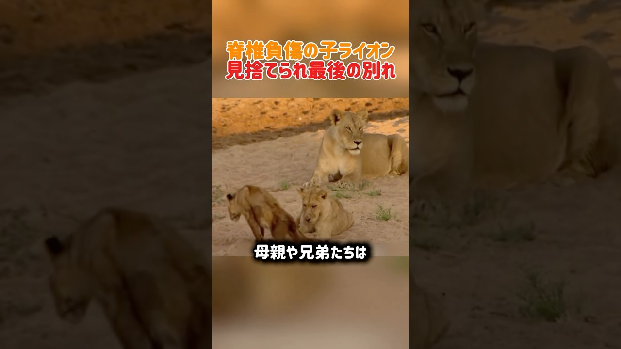 【悲劇】脊椎を折られた子ライオンw 群れに見捨てられた「最後のお別れ」が切なすぎるw #感動 #ライオン #野生動物 #自然の摂理 #弱肉強食 #サバンナ #動物の絆 #shorts 【悲劇】脊椎を折られた子ライオンw 群れに見捨てられた「最後のお別れ」が切なすぎるw #感動 #ライオン #野生動物 #自然の摂理 #弱肉強食 #サバンナ #動物の絆 #shorts
