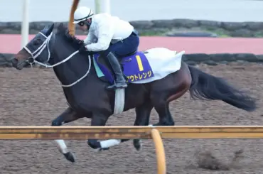 東京大賞典3着アウトレンジはC・デムーロとコンビ再結成の予定　ドバイワールドCに向けて調整 - スポニチ Sponichi Annex ギャンブル