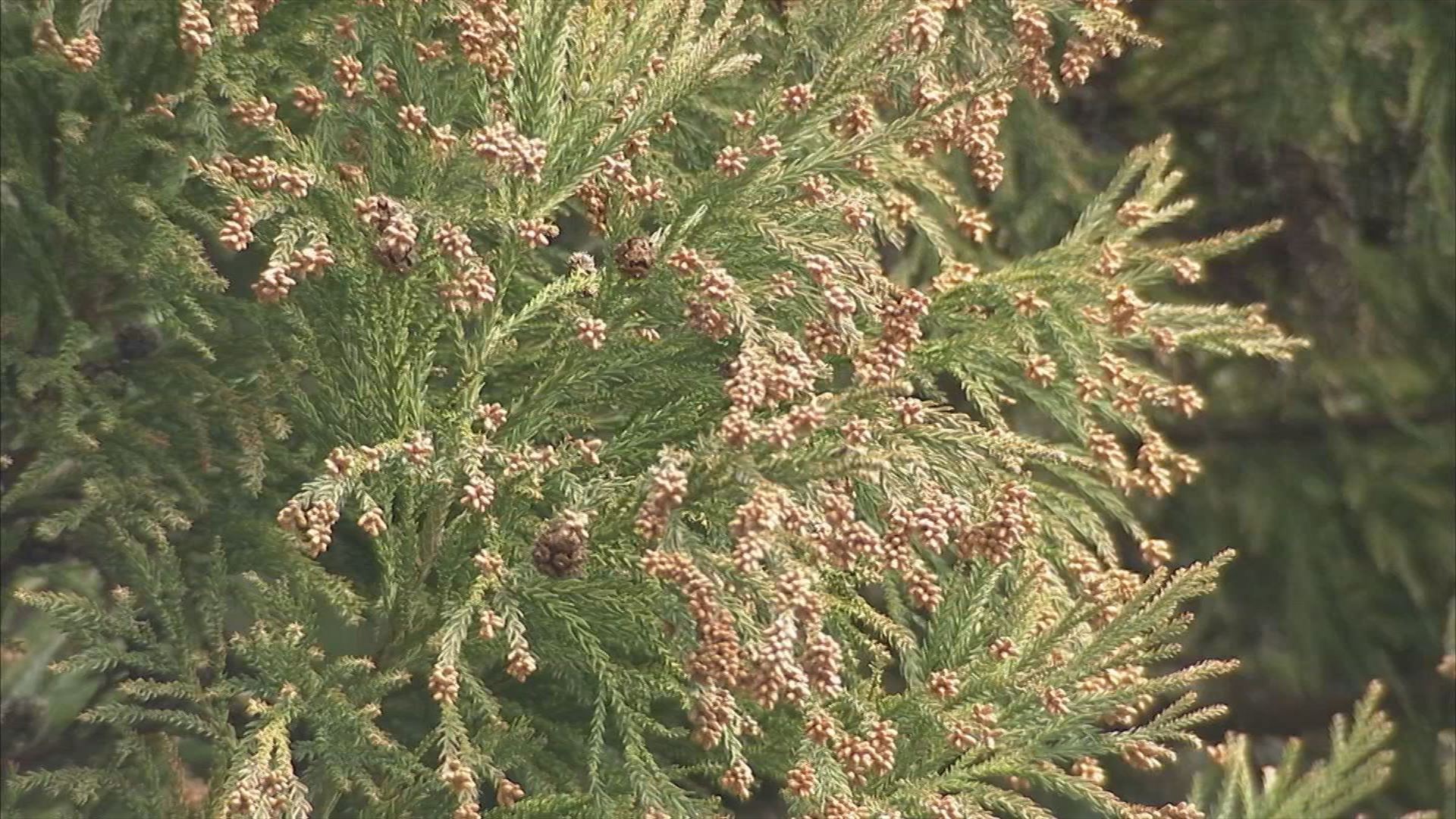 スギ花粉症の人は「トマト」に注意? 医師警鐘…「花粉食物アレルギー症候群」とは? “花粉症”と“特定の果物・野菜”でアレルギー症状 どの組み合わせに注意すればいい?(BSS山陰放送) – Yahoo!ニュース スギ花粉症の人は「トマト」に注意? 医師警鐘…「花粉食物アレルギー症候群」とは? “花粉症”と“特定の果物・野菜”でアレルギー症状 どの組み合わせに注意すればいい?(BSS山陰放送) - Yahoo!ニュース