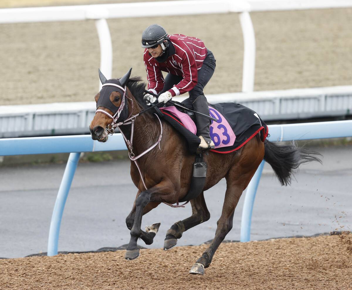 馬トク激走馬に計算されたイヌボウノウタゴエ(カメラ・荒牧 徹)