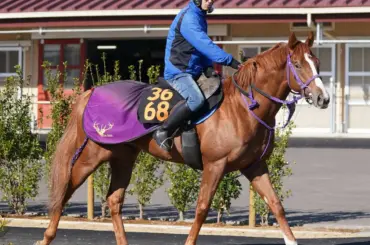 【スプリングS】ミスターライト　重賞でもやれる　実績で圧倒キャリア2戦組 - スポニチ Sponichi Annex ギャンブル