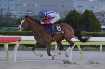 【大井競馬　フジノウェーブ記念】5番人気ナンセイホワイトが重賞初制覇　距離短縮がズバリ的中 - スポニチ Sponichi Annex ギャンブル