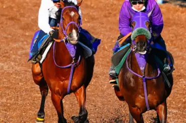 【金鯱賞】ディマイザキッド　ラスト1F12秒1で併入　柴田善「しっかり走れた」 - スポニチ Sponichi Annex ギャンブル