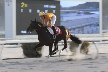 【高知競馬　あす発走　ネクストスター西日本】カツテナイオイシサ　鋭い決め脚と能力の高さで一歩リード - スポニチ Sponichi Annex ギャンブル