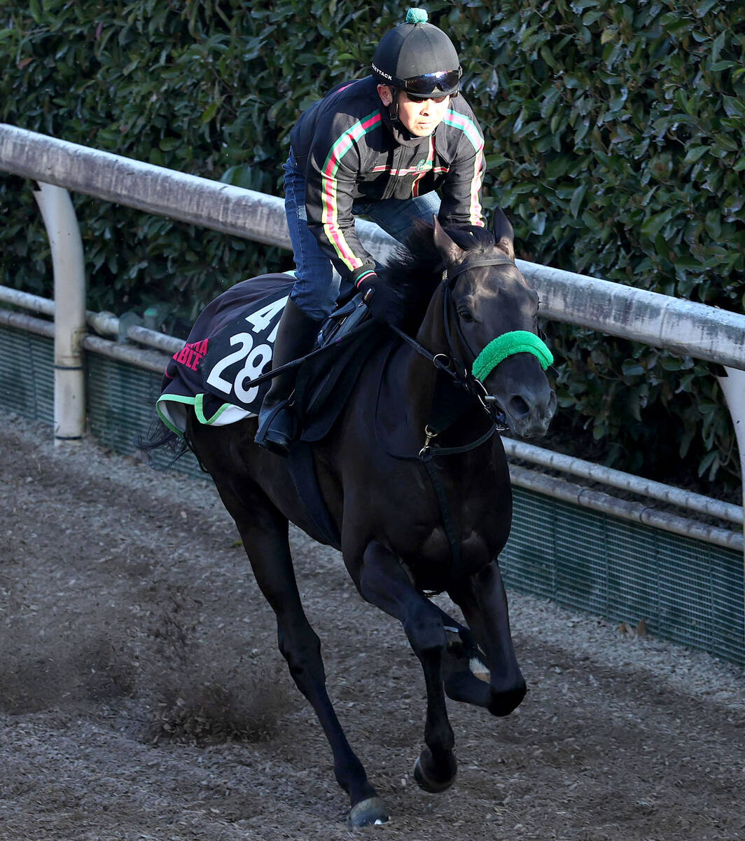 馬トク激走馬に計算されたサヴォアフェール