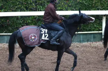 【毎日杯展望】末脚が光るアルトラムス　シンザン記念3着をステップに重賞奪取へ - スポニチ Sponichi Annex ギャンブル