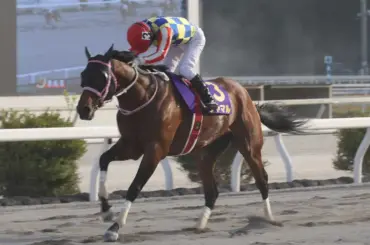 【高知競馬　あす発走　Jpn3黒船賞】シャマルがこのレース4連覇へ一直線　ロードフォンスも強力 - スポニチ Sponichi Annex ギャンブル