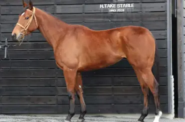 【高松宮記念】ジューンブレア　休養明けも好仕上がり　キ甲が大きく前腕とても太い - スポニチ Sponichi Annex ギャンブル