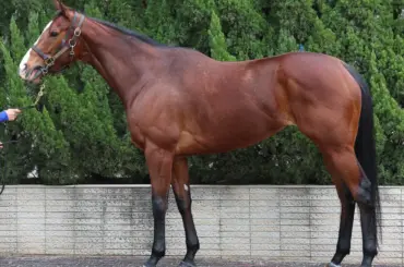 【高松宮記念】ママコチャ　牡馬のような分厚い筋肉　“その気”になれば結果も - スポニチ Sponichi Annex ギャンブル