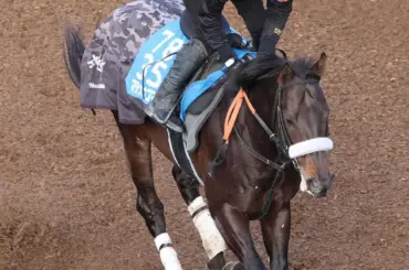 【高知競馬　Jpn3黒船賞】マテンロウコマンドが逃げ切り　兵庫CS以来の重賞2勝目 - スポニチ Sponichi Annex ギャンブル