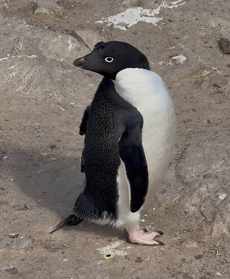 図1： 背中にビデオカメラ（ 上）とGPS（下）、頭に小型加速度計を装着したアデリーペンギン。