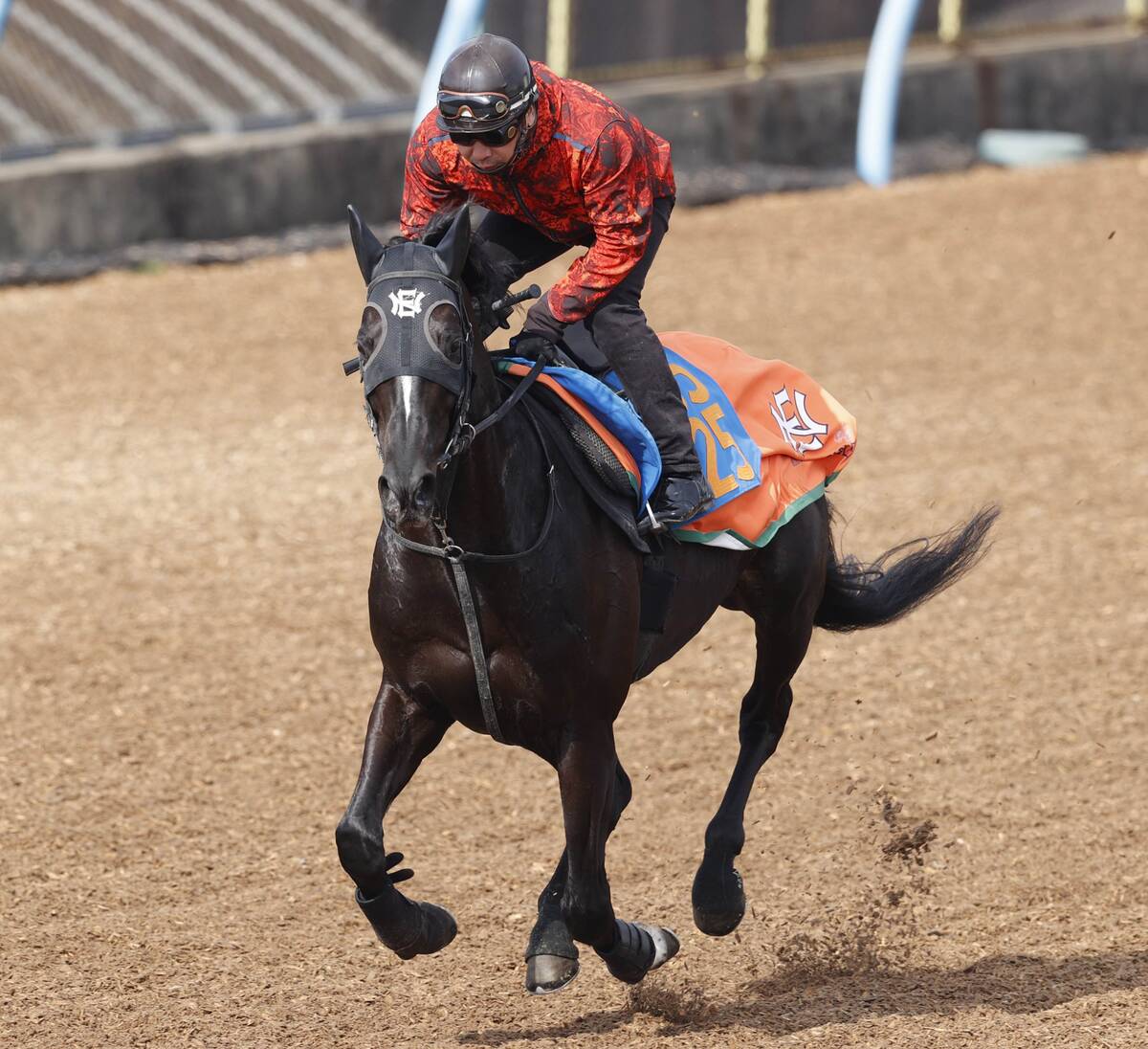馬トク激走馬に計算されたアスクナイスショー(カメラ・荒牧 徹)