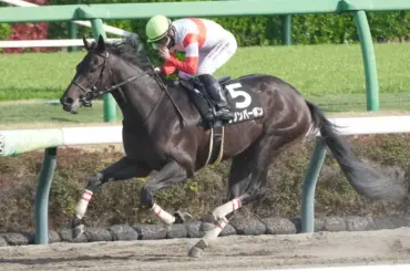 【伏竜S】ダノンバーボン　無敗の3連勝　米国遠征に意欲 - スポニチ Sponichi Annex ギャンブル