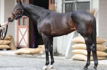 【大阪杯】ショウヘイ　キャリア重ねて超絶筋肉量　立ち姿どっしり“翔平級”安定感 - スポニチ Sponichi Annex ギャンブル